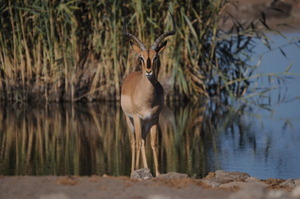 Impala (M) Impala Aepyceros melampus